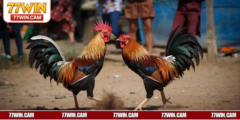 Mẹo chơi đá gà bách chiến bách thắng dành cho newbie