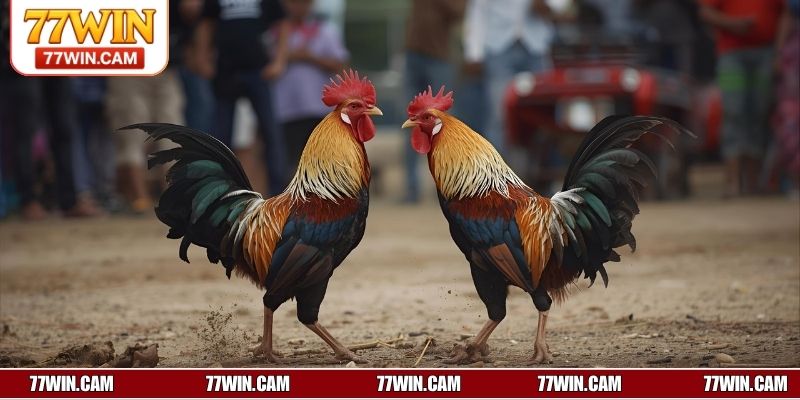 Đá gà cựa dao là gì?