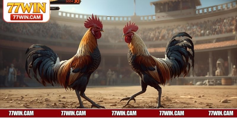 Mẹo chơi đá gà cựa dao để tăng tỷ lệ thắng