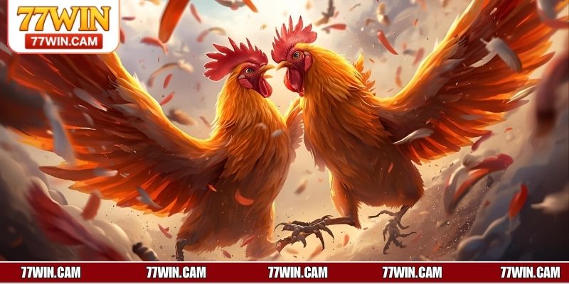 Đá gà cựa sắt là gì?