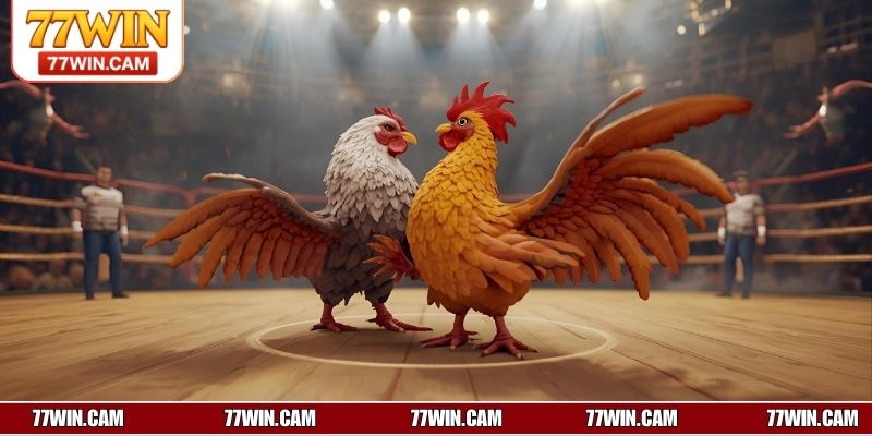 Tìm hiểu các loại cựa sắt phổ biến tại 77WIN