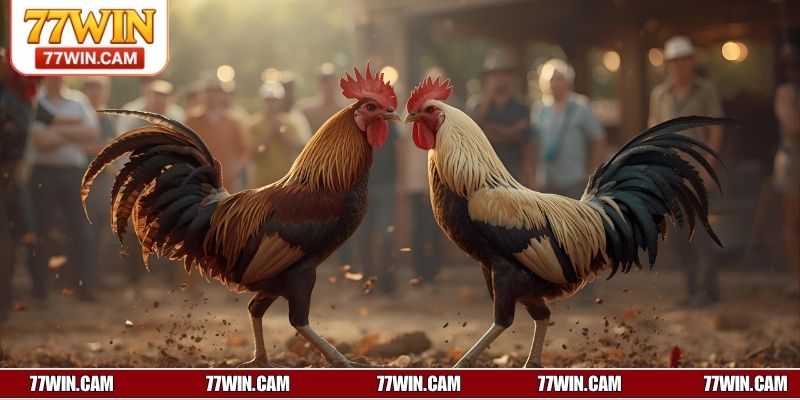 Đá gà Thomo là gì?